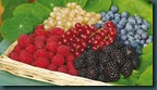 frutti-bosco