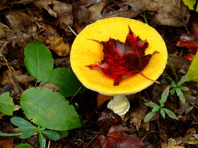 [ME Acadia NP Mushroom & Leaf[9].jpg]