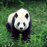 成都熊猫研究中心