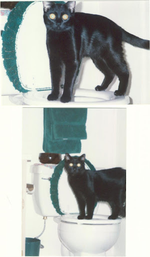 photo - funny kitten pictures