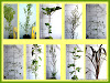 100x LARGE GRADE TREE & SHRUB COMBO 