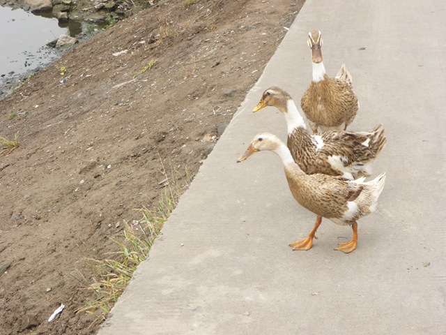 [P10200059.jpg]