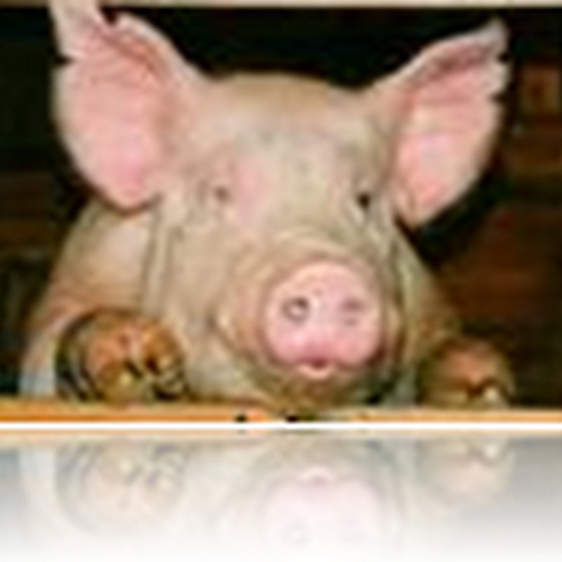 Two probable swine flu cases found in Irvine, CA- Update