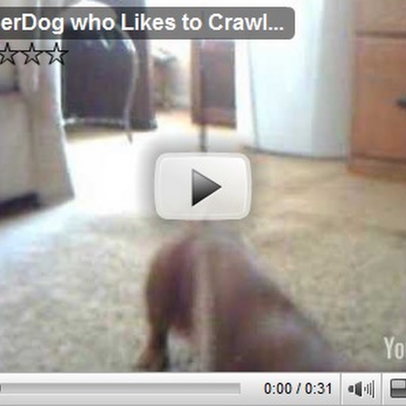 Something Different – The World’s Oldest Dog – A Dachshund