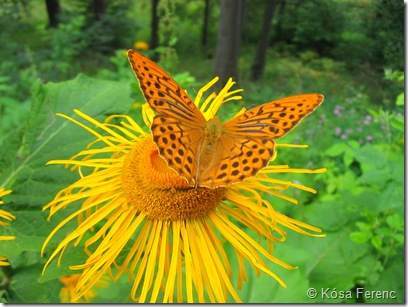 Nagy_gyongyhazlepke_Argynnis_paphia_IMG_3039