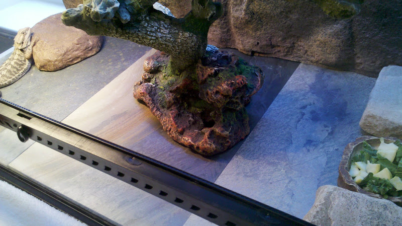 New Slate Tile flooring for my buds • Bearded Dragon . org