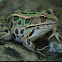Northern Leopard Frog