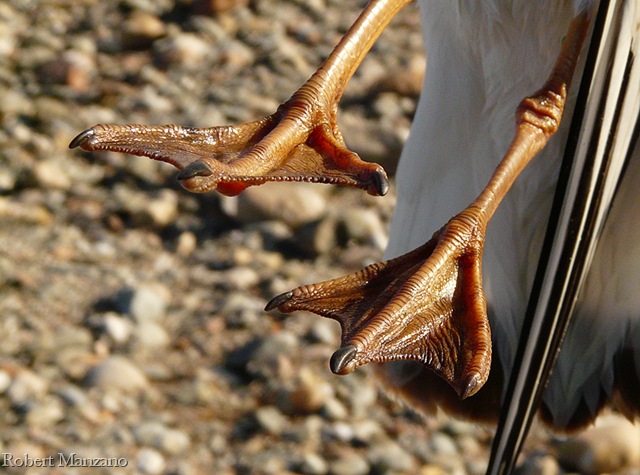 [Copia de detalle patas[10].jpg]