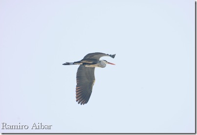 ardea cinerea