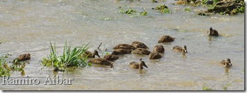 pollets crescuts anec collverd