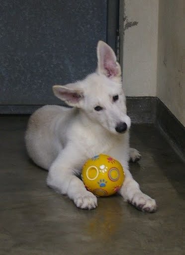 Inga