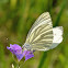 Green Veined White or Mountain Green Veined White?
