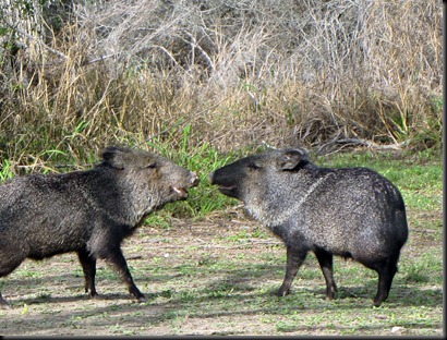 Javalinas