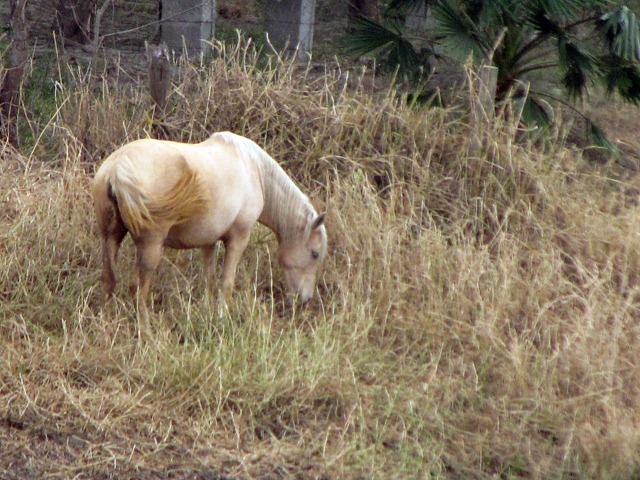 [Mexican Horse[5].jpg]