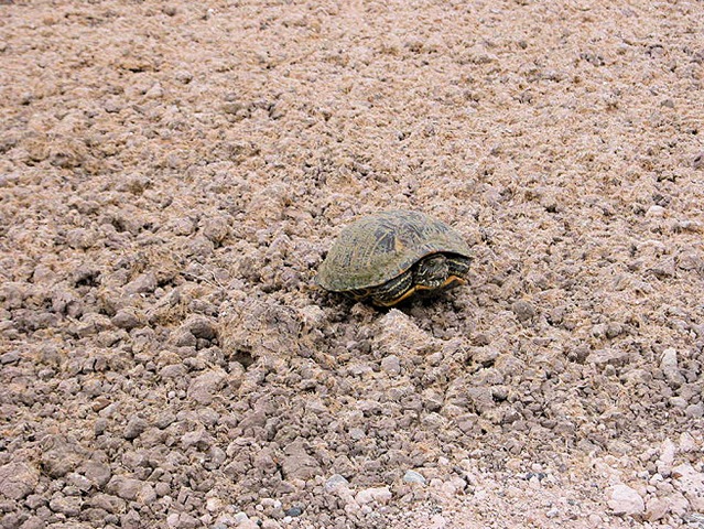 [tortoise[2].jpg]