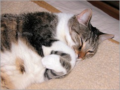 whiskerssleeping whiskerssleeping