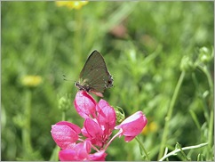 Clench's Greenstreak (2) Clench's Greenstreak (2)