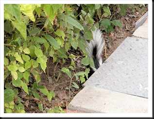skunk2 skunk2