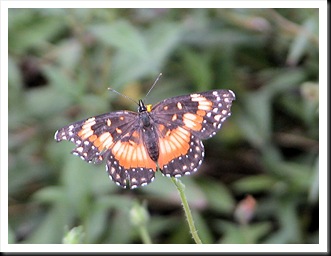 butterfly6 butterfly6