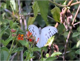 giant white