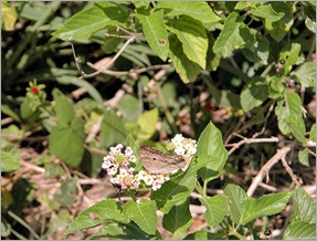 butterfly butterfly
