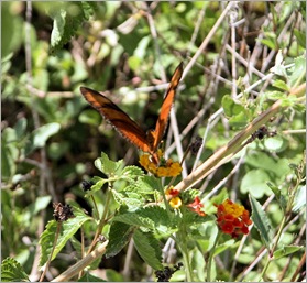 butterfly4 butterfly4