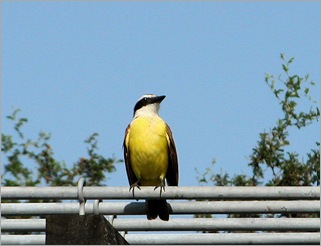 Kiskadee