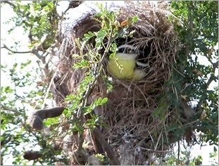 kiskadee babies