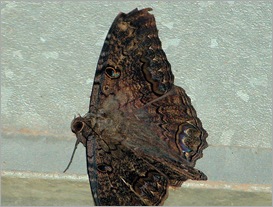 blackwitch07262 blackwitch07262