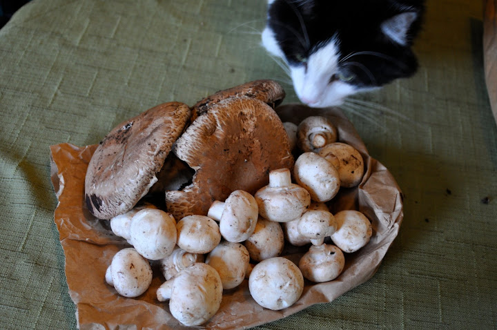 mr. taubsypuss loves new smells.