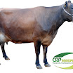 Vaca Ger. 06 1/2 Jersey 3ª Cria 35 kg