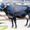 Vaca Ger. 07 1/2 Jersey 1ª Cria 27 kg