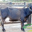 Vaca Ger. 08 23/32 HO 1ª Cria 30 kg