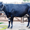 Vaca Ger. 08 23/32 HO 1ª Cria 37 kg