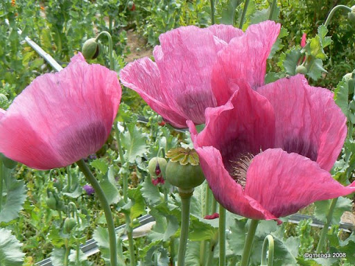 Pavot à fleur simple