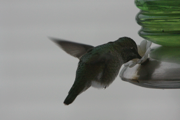 [HummingBirdMovie[3].gif]