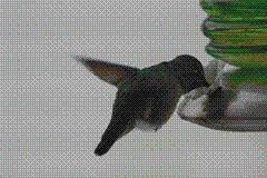 HummingBirdMovie