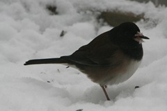 IMG_2240