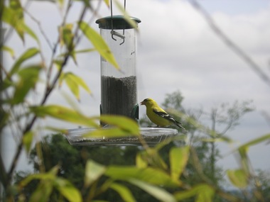 Golfincch eating seed