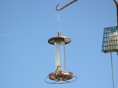 wildlife 004