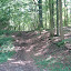 Zum Schluß noch mal den Hochrhöner!
Knackig steil, aber wenigstens im kühleren Wald!