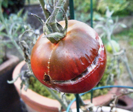 Smiling Tomatoes