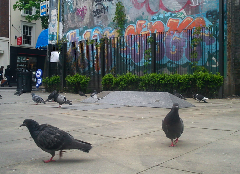 pigeons by whitfield gardens.png