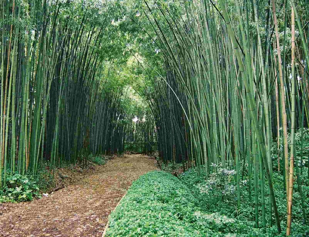 [Bambu-chines2[4].jpg]