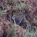 Water rail