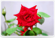 [Yeongcheon City Flower-Rose[4].gif]