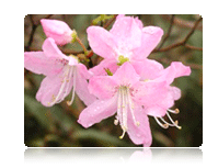 Cheongdo’s flower – Royal azalea