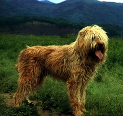 Yellow Sapsalgae dog