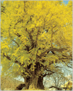 Cheongdo Gingko in Iseo-myeon