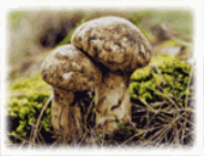 Uljin natural pine tree mushroom